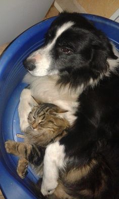 a dog laying in a blue bowl with a cat on it's back and looking at the camera