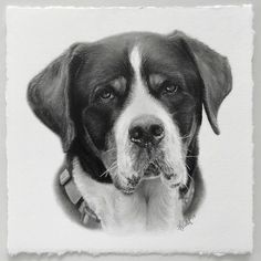 a black and white photo of a dog