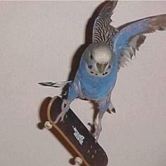 a blue parakeet perched on top of a skateboard with its wings spread