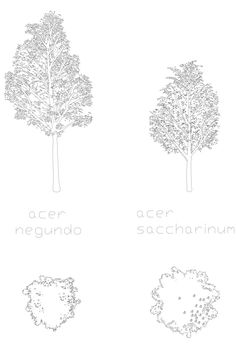 four trees are shown with the names in each tree, and one is black and white