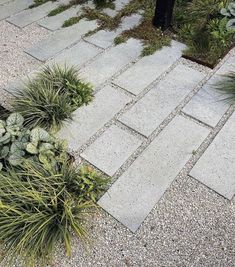 some plants and rocks on the ground