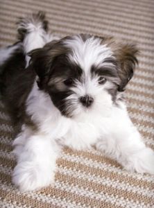 a small black and white dog laying on top of a carpet next to a green sign