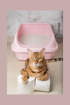 a cat sitting on top of two rolls of toilet paper next to a pink litter box