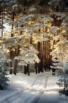 a snow covered road surrounded by tall trees