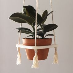 a potted plant is hanging from a rope