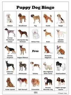 the puppy dog bingo game is full of puppies and their names in english or german