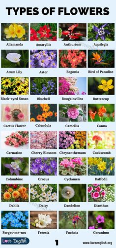 the different types of flowers are shown in this poster, which shows them all different colors