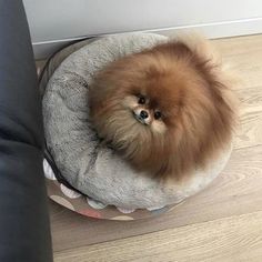 a small brown dog sitting on top of a pet bed next to a black pillow