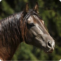 a brown horse standing in front of some trees