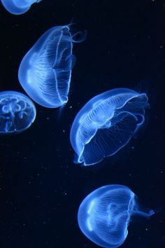 several jellyfish swimming in the water together