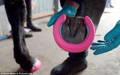 a person in blue gloves is holding a pink ring around a horse's leg