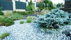 a small blue tree sitting in the middle of a garden filled with rocks and plants