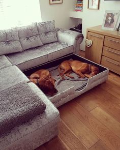 two dogs laying in a dog bed on the floor next to a couch and coffee table