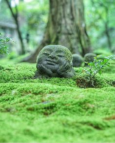 a moss covered rock with a face on it