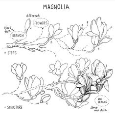 How To Draw Flowers, Botanical Line Drawing, Arte Doodle, Draw Flowers, Flower Drawing Tutorials, To Try, Flower Art Drawing, Flower Sketches, Floral Drawing