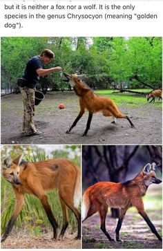 an animal that is playing with another animal in the grass and then jumping up to it's mouth