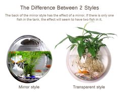 the differences between two styles of fish in a bowl and an aquarium filled with plants