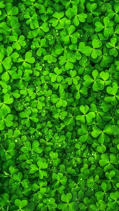 many green clovers with water droplets on them