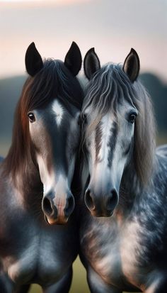 two horses standing next to each other with their heads touching the back of one horse