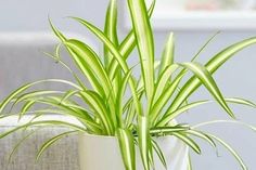 a plant in a white vase on a table