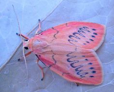 a pink and black moth sitting on top of a piece of paper with writing on it