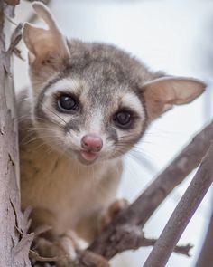 a close up of a small animal on a tree