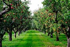 an apple orchard with rows of trees and green grass on both sides, filled with red apples