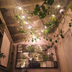 a mirror hanging from the ceiling with plants growing on it and lights in front of it