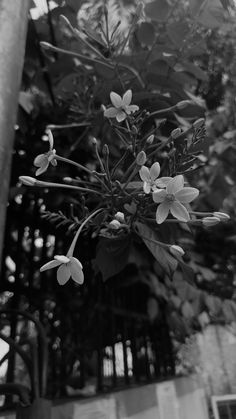 black and white photograph of flowers on a tree