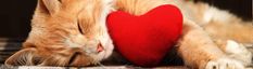 an orange and white cat sleeping next to a red heart