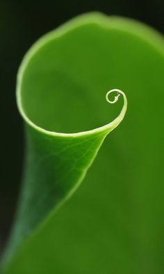 a close up view of a green leaf with a spiral design on it's surface