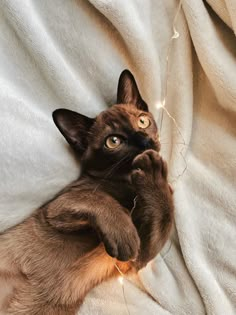 a cat is laying on its back with it's paw up to the camera