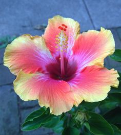 a pink and yellow flower sitting on top of a lush green leafy plant next to a sidewalk