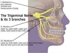 Nerve Pain Remedies, Occipital Neuralgia, Sensory Nerves, Spinal Fluid, Nerve Health, Facial Nerve, Jaw Pain, Mount Sinai, Head Pain