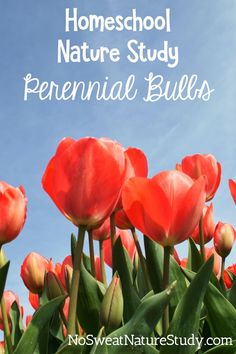 red tulips with the words homeschool nature study perennial bulbs