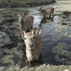 some deer are standing in the water and one is looking at the camera while another looks on