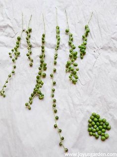 peas are arranged in the shape of letters on a piece of white paper with green stems