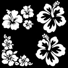 four white flowers on a black background