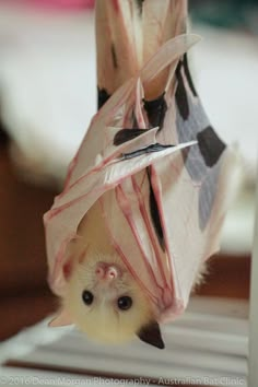 a small animal is hanging upside down