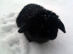 a black rabbit is sitting in the snow