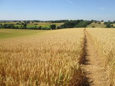 a path in the middle of a wheat field