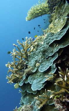 an underwater view of some corals and seaweed