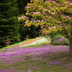 the ground is covered in purple flowers and trees