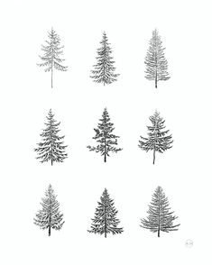 six different types of pine trees are shown in black and white, with the tops turned down