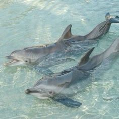 three dolphins are swimming in the water together