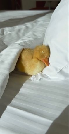 a duckling peeks out from under the covers on a bed with white sheets