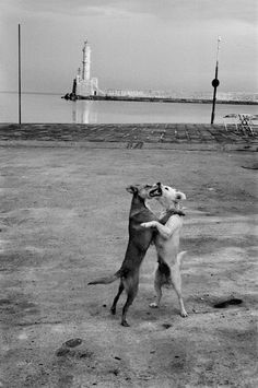 two dogs playing with each other in front of the ocean and a lighthouse on an overcast day