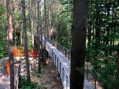 a walkway in the middle of a forest with trees and bushes on both sides, leading to an observation platform