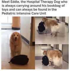 an image of a dog that is playing with a bag and another photo of the same dog