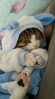 a cat sleeping on top of a blue and white teddy bear wrapped in a blanket